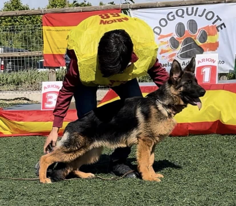 Hembra Pastor Alemán vom Myrtea en presentación de trabajo, Murcia